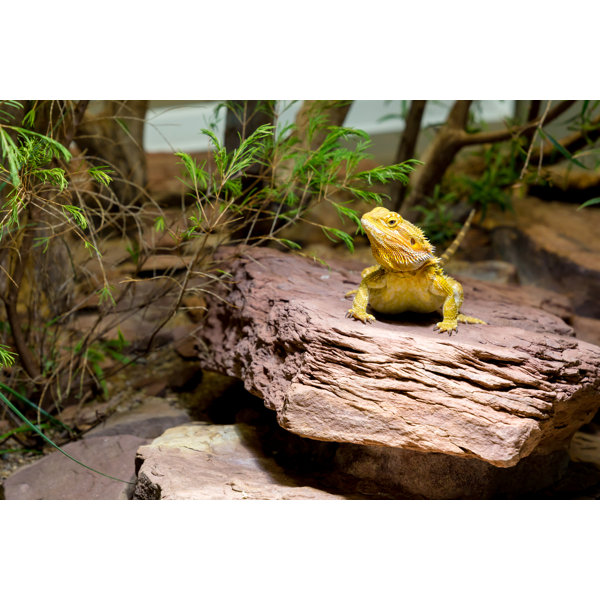 Ebern Designs Bearded Dragons by Wrapped Canvas Photograph Wayfair